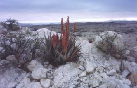 Namib desert aloe in flower