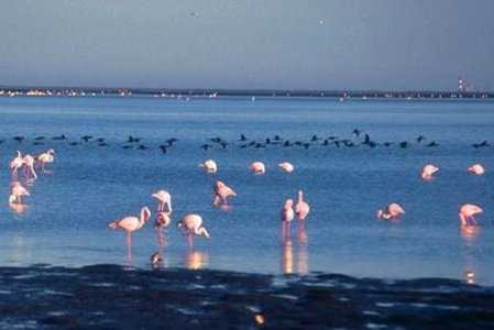 flamingos on Walvis Bay lagoon