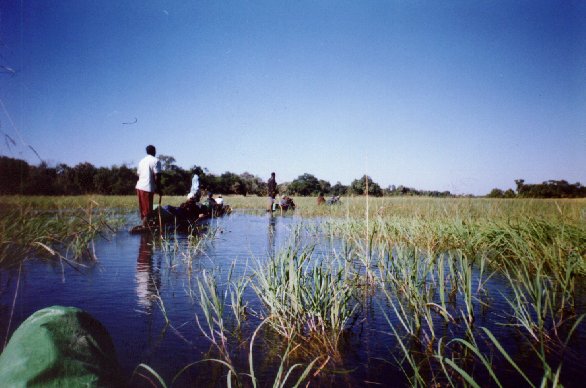 Traditional canoe exploration of the Okavango Delta