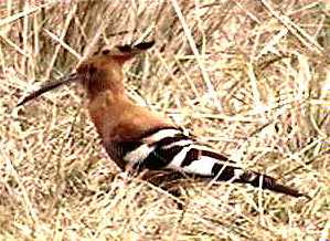 African hoopoe bird seen in Otjitotongwe