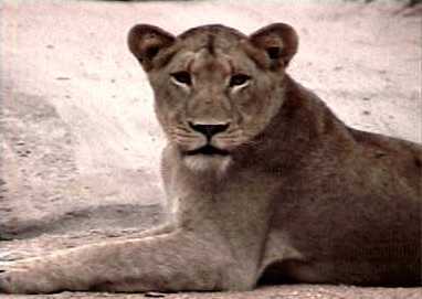 Beautiful lioness