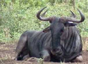 Blue wildebeest, Etosha, Namibia