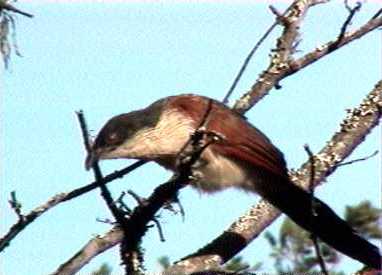 Burchells coucal founded at Halali Camp in Etosha, Namibia