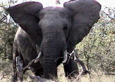 Angry elephant! We Got to close :-)