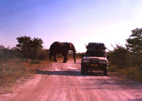 Elephant cow blocking the road in Etosha, Namibia