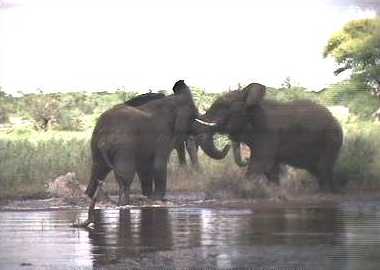Elephant bulls having a friendly spar on the side of the river