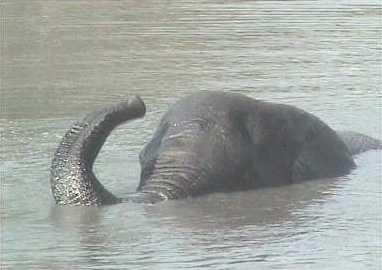 Elephant using his trunk like snorkel to cross a full Zambezi river