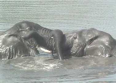Elephants playing in the Zambezi river