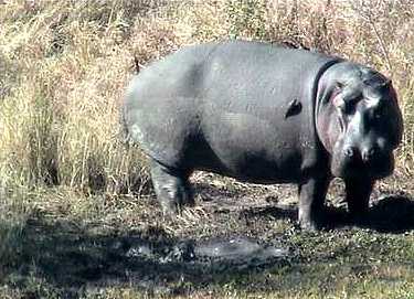 Oxpecker cleaning a hippo in the Namibian Okavango delta