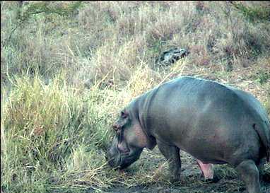 Hippo feeding on the river bank
