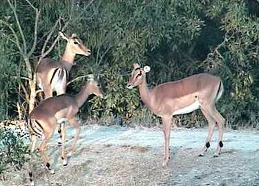 Impala herd