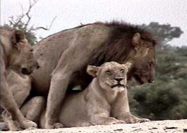 Lions mating in Etosha, Namibia