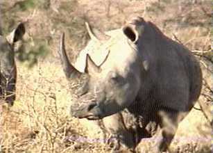 Rhino in Damaraland, Namibia