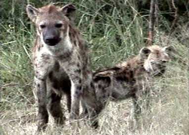 Spotted hyena and cub