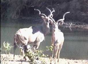 Kudu bulls