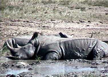 Two white rhino having a mud bath