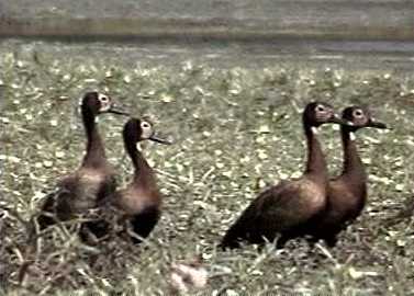 White-faced ducks are quite common along the Okavango Delta panhandle flood plains in Namibia