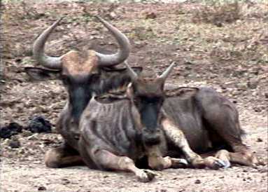 Wildebeest adult and foal resting in the mid-day sun. It was hot (32 Celsuis) in Etosha Park, Namibia