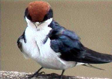 Wire tailed swallows migrate every year from Europe to Africa, and even as far south as Namibia.