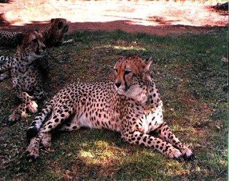 Cheetahs resting after an un-successful hunt