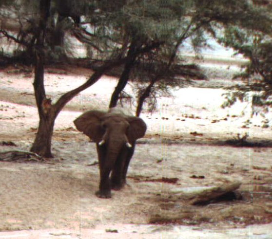 Desert elephant found in the Ugab River in Namibia