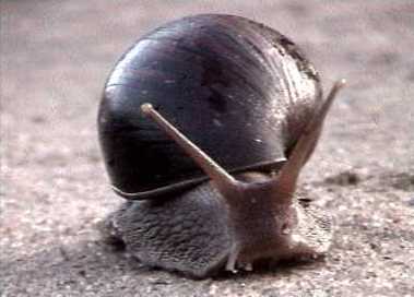 Giant land snail found in Namibia's Etosha Park