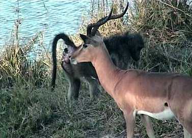 impala ram being carefull of a baboon