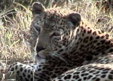 Etosha leopard