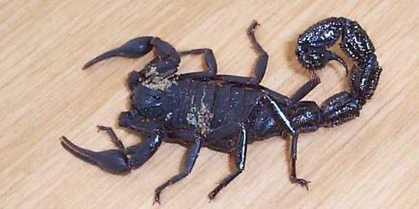 Deadly Villosa scorpion