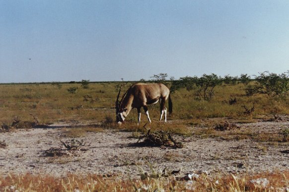 Oryx Antelope in Namibia