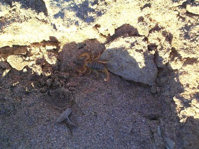 Yellow scorpion was hiding under the tent. Lucky not to be crushed, or us being stinged.