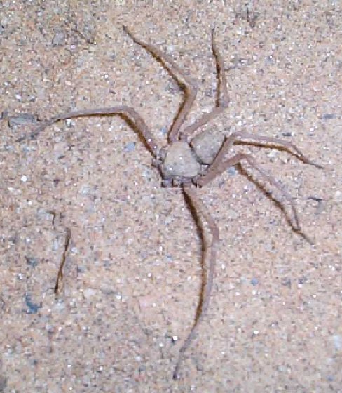 Poison spider of the Namib Desert