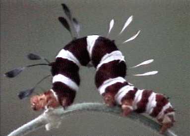 striking caterpillar 