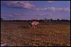 Etosha Oryx