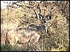 Kudu bull in Etosha Park, Namibia