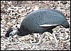 Crested guinea fowl