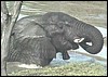 Elephant having fun in Zambezi river.
