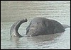 Elephant crossing the Zambezi river