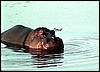 Hippo in Namibian Okavango River
