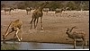 Wildlife at a Etosha Park waterhole