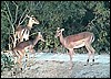 Impala herd