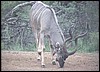 Kudu bull