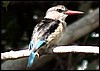 Magnificent brown-hooded-kingfisher