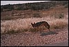 black backed jackal hunting mice in Etosha National Park