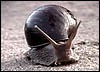 giant land snail found in Etosha Park