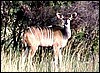 kudu cow