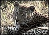 Leopard in Etosha National Park
