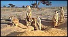 meerkats of Namibia