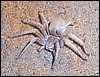White Lady spider found in Namibia