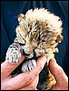 Cheetah baby born at Harnas, Namibia